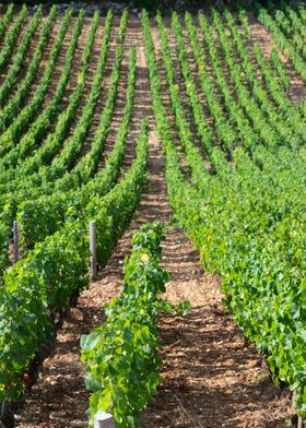 Clos Vougeot vineyard  