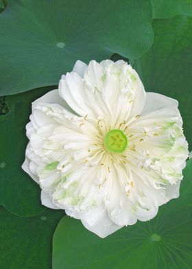 Bali lotus flower