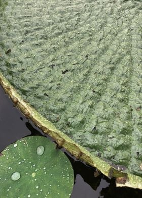 abstract waterlily plant