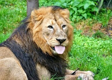 Lion laying down