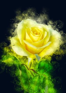 yellow rose