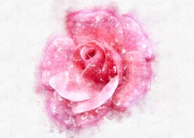 pink rose  watercolor