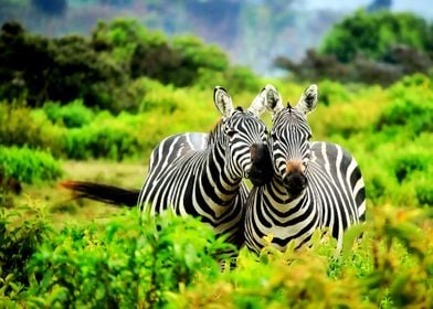 Twin Zebras