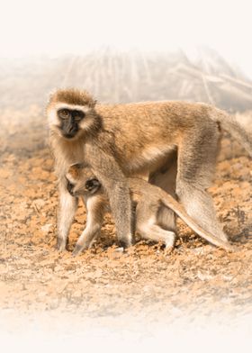 Vervet Monkeys in Sepia