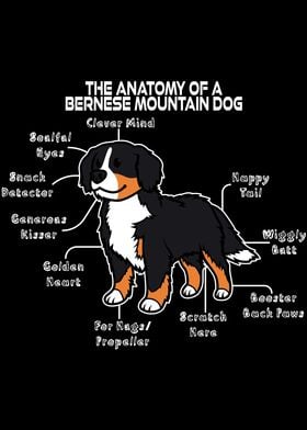 Anatomy Of A Bernese