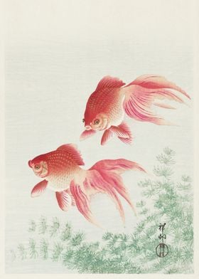 Japanese fish