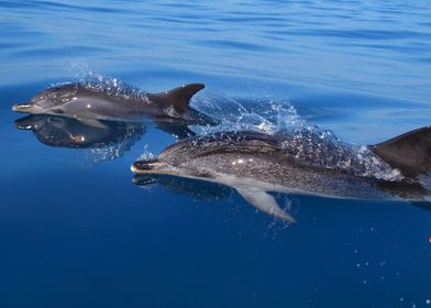 Mother and baby dolphin