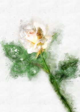 ivory  rose  watercolor