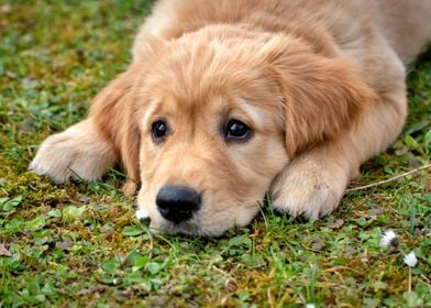 Yellow puppy