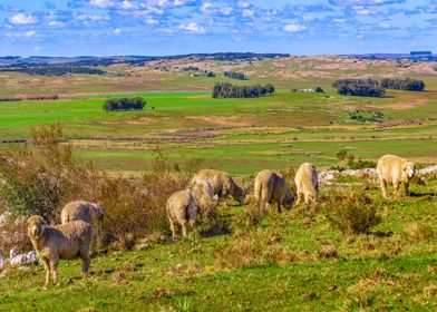 Sheeps at Countryside