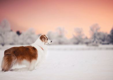 Dog In The Snow