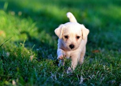 Running Puppy