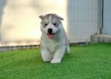 Husky puppy