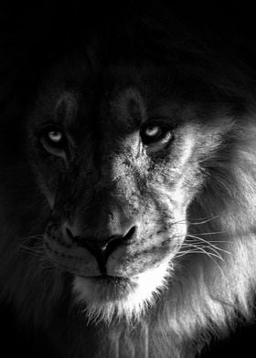 East African lion head bw