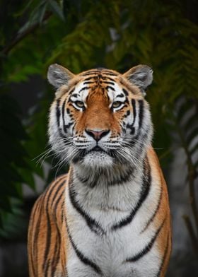 Portrait of Siberian tiger