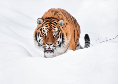 Sierian tiger in snow