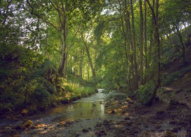 Yorkshire Forest