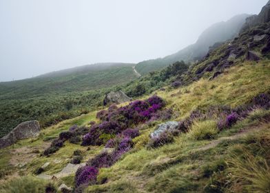 Ilkley Moor Landscape