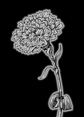 Carnation Flower