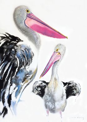 Pelican Majestic