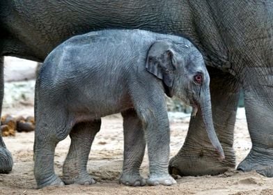 Baby Elephant