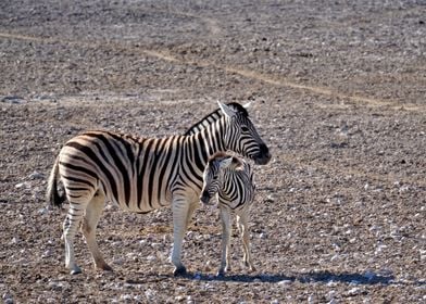 Two Zebras