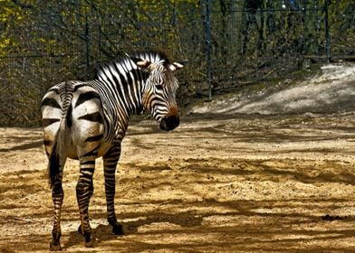 Curious Zebra