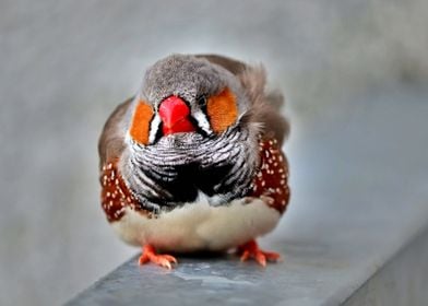 Beautiful colourful bird