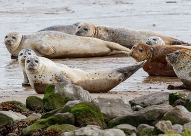 Cute seals