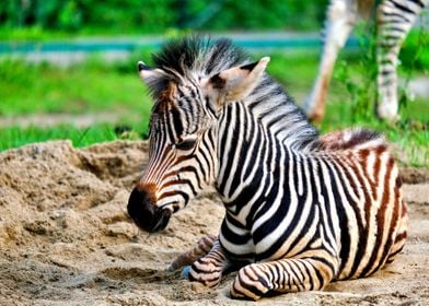 A Zebra relaxing