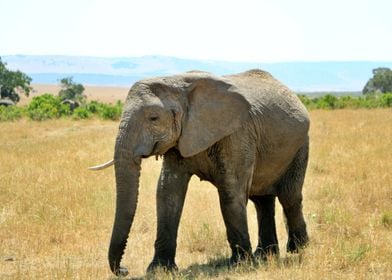 African elephant