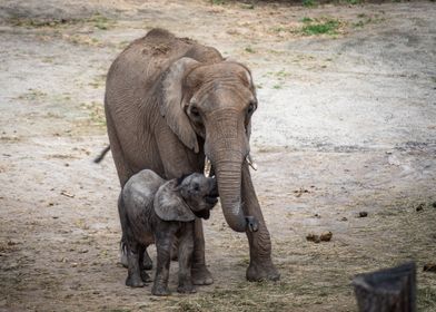  elephant mum and baby