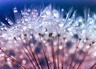 Dandelions And Raindrops