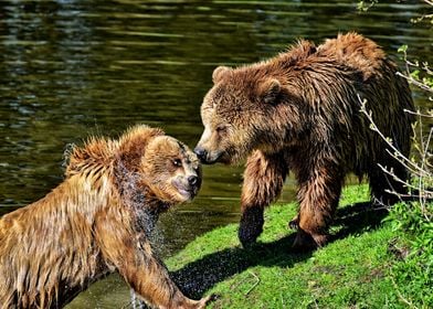 Two bears playing