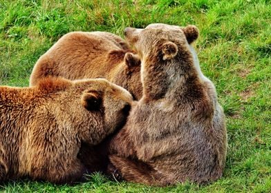 Three bears playing