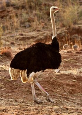 Ostrich