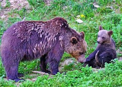 Momma and baby bear