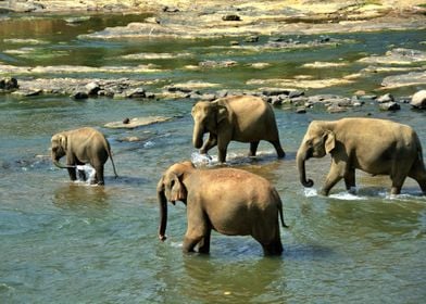 Elephants in water