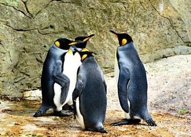 Group of penguins