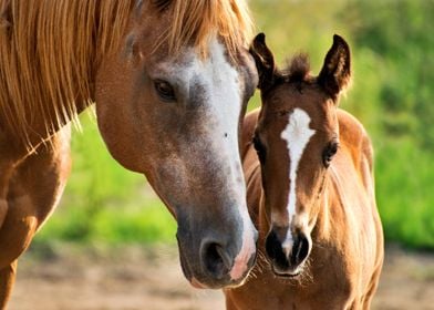 A horse and her calf