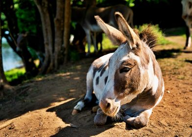 Donkey laying in the sun