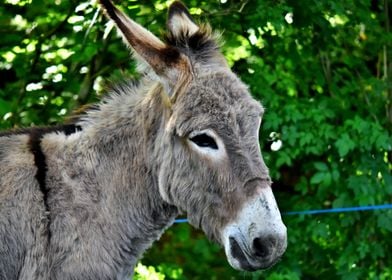 Cute donkey