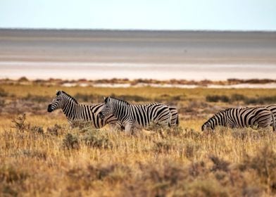 A herd of zebras