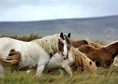 Curious Horse