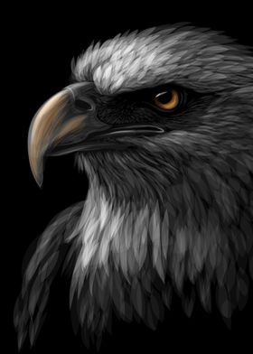 Bald Eagle Sketch