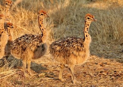 Cute Ostrich babies