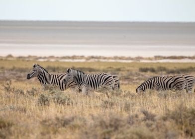 Grazing Zebras