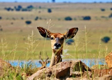 A deer playing peek a boo