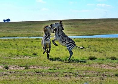 Two Zebras