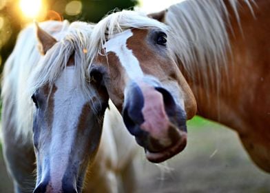 Two playful horses